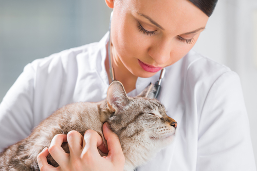 how do vets treat urinary tract infection in dogs
