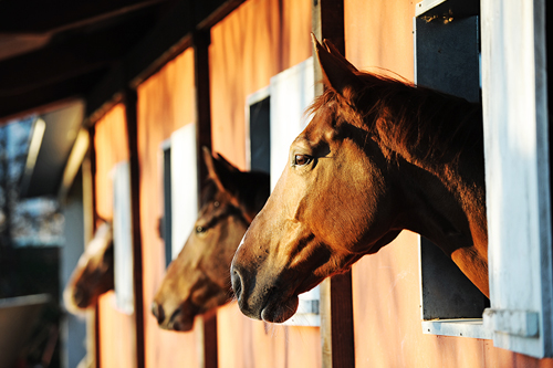 Cancer In Horses Nasc Live