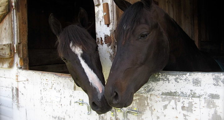 can horse poop give dogs worms