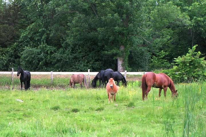 Nutritional Deficiencies in Horses | NASC LIVE