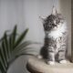 Cat Behavior 101: The Meaning of a Meow