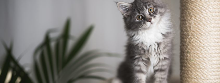 Cat Behavior 101: The Meaning of a Meow