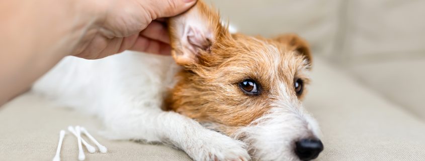 Ear Infections: Symptoms, Causes, and Treatment Options