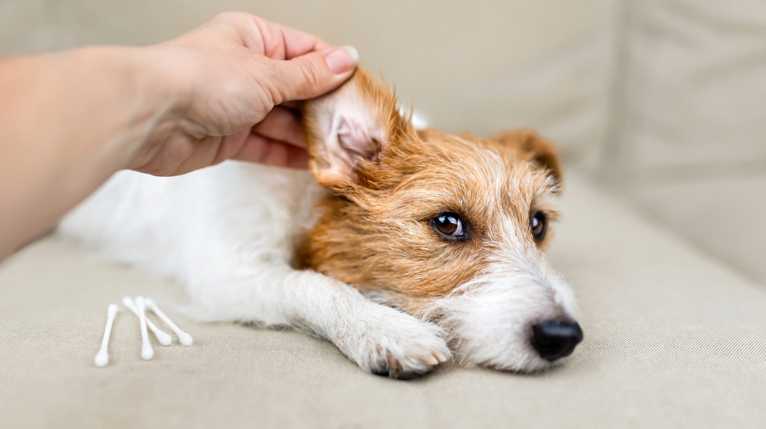 Ear Infections: Symptoms, Causes, and Treatment Options