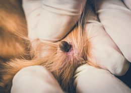 Protect Your Pets from Lyme Disease All Year Long