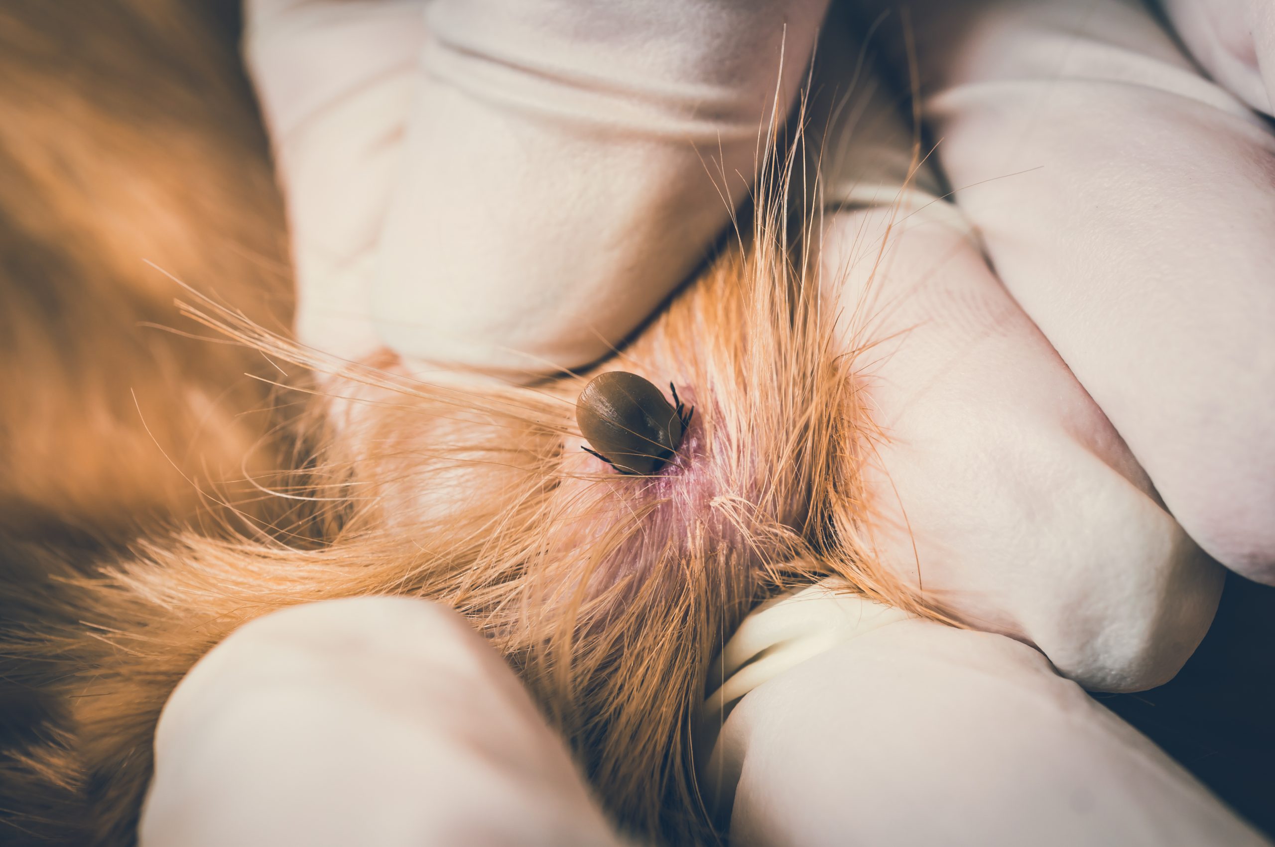 Protect Your Pets from Lyme Disease All Year Long