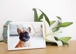 Heartfelt Ways to Preserve the Memory of Your Beloved Pet