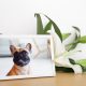 Heartfelt Ways to Preserve the Memory of Your Beloved Pet