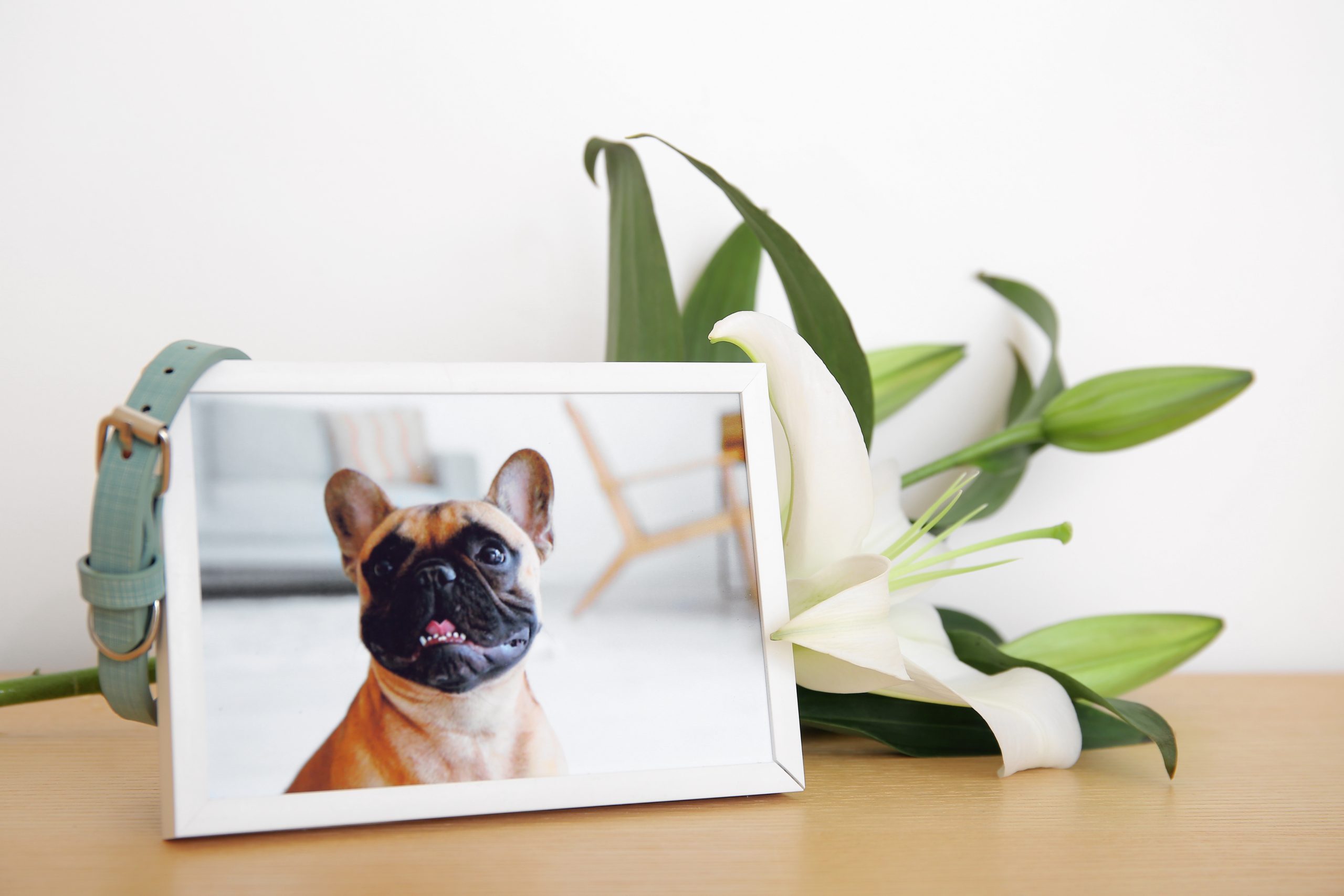 Heartfelt Ways to Preserve the Memory of Your Beloved Pet