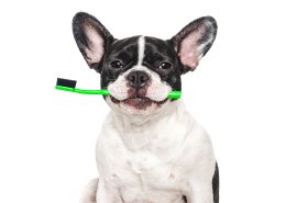 Keep Your Pet Smiling: The Importance of Pet Dental Hygiene