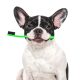 Keep Your Pet Smiling: The Importance of Pet Dental Hygiene