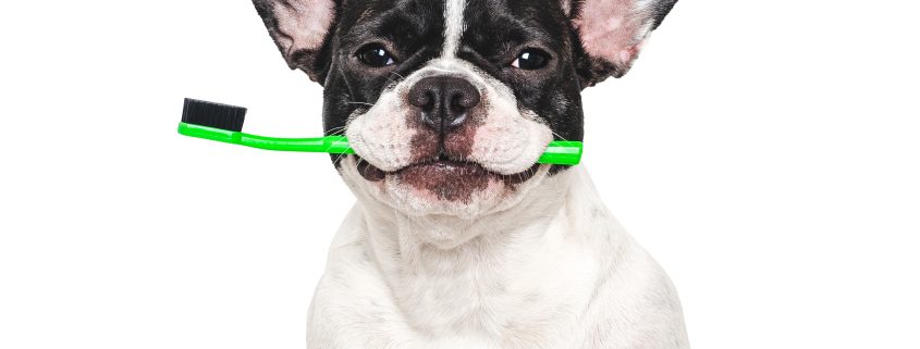 Keep Your Pet Smiling: The Importance of Pet Dental Hygiene