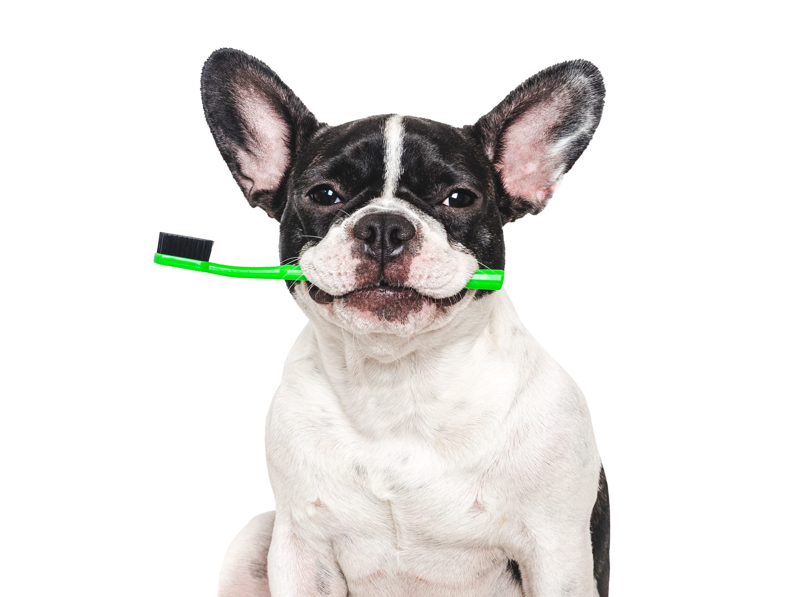 Keep Your Pet Smiling: The Importance of Pet Dental Hygiene